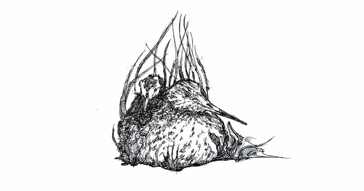 Thumbnail for For Every Bird a Nest  Player