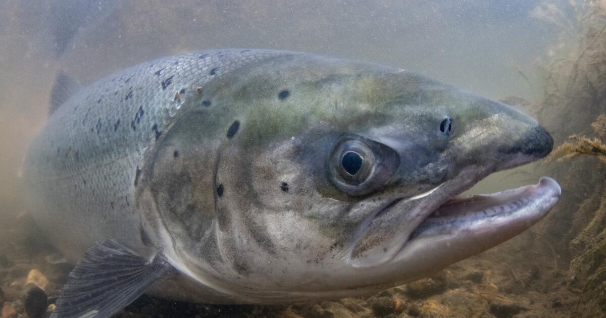 Thumbnail for Salmon of Steel: The Story of Sheffield’s Salmon  Player