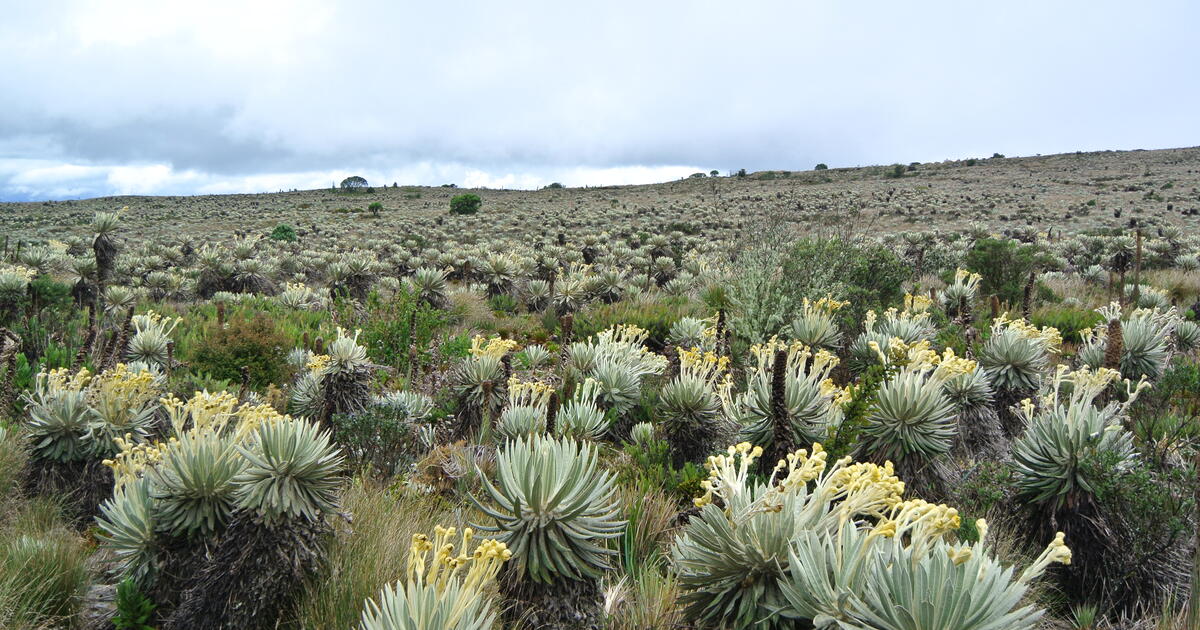 Thumbnail for Protecting Biodiversity in Colombia  Player