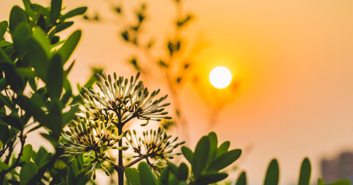 Thumbnail for Redesigning Photosynthesis  Player