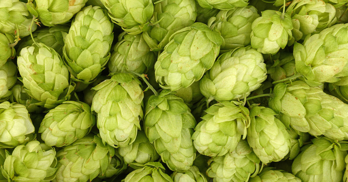 Thumbnail for Episode 3 - Hops and the Origins of Western Capitalism  Player