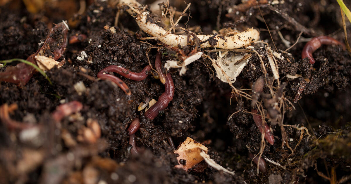 Thumbnail for Co-Creating Sustainable Food Systems: Soil  Player