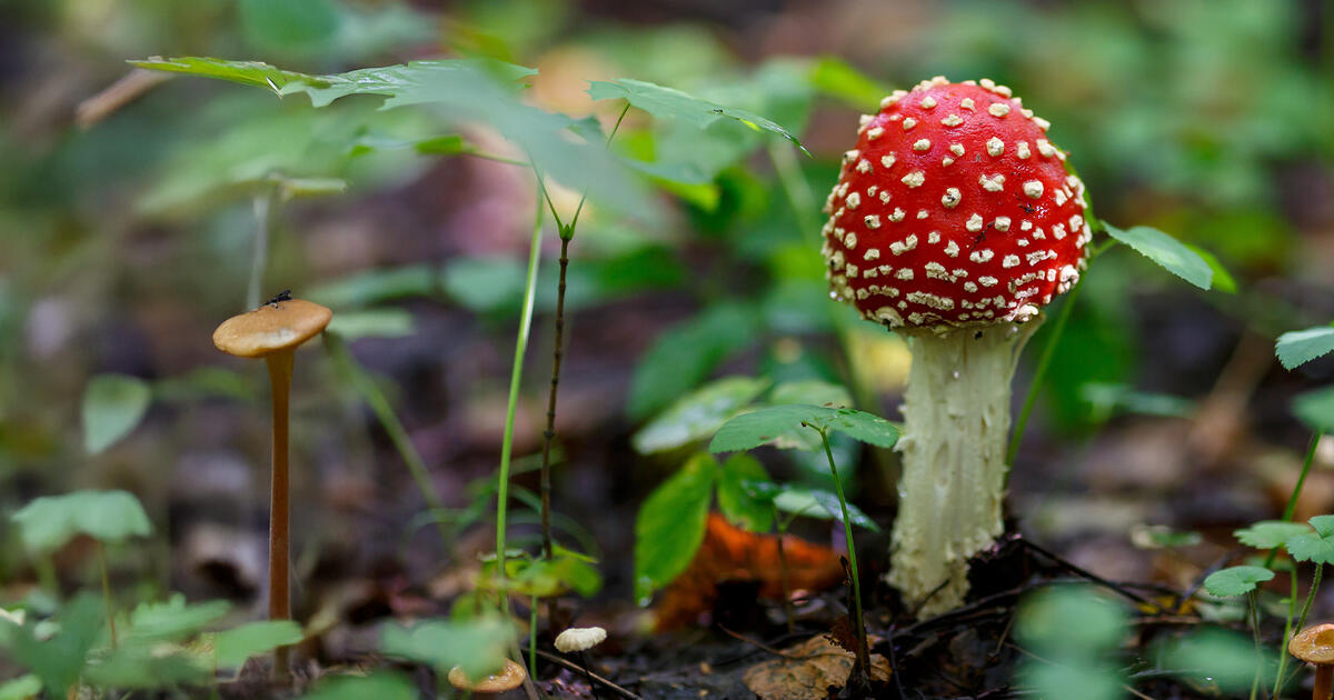 Thumbnail for Underground Connections: How Mycorrhizal Fungi Shape Ecosystems  Player